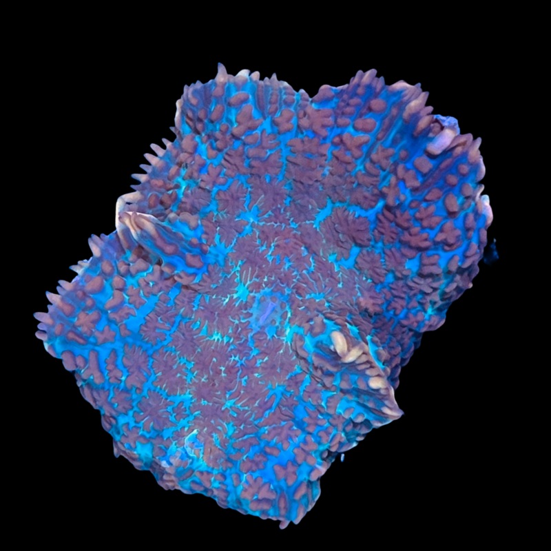 Multicoloured Rhodactis Mushroom