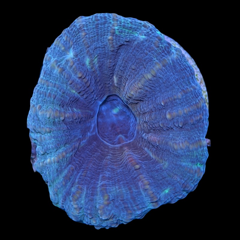 Colourful Lobophyllia