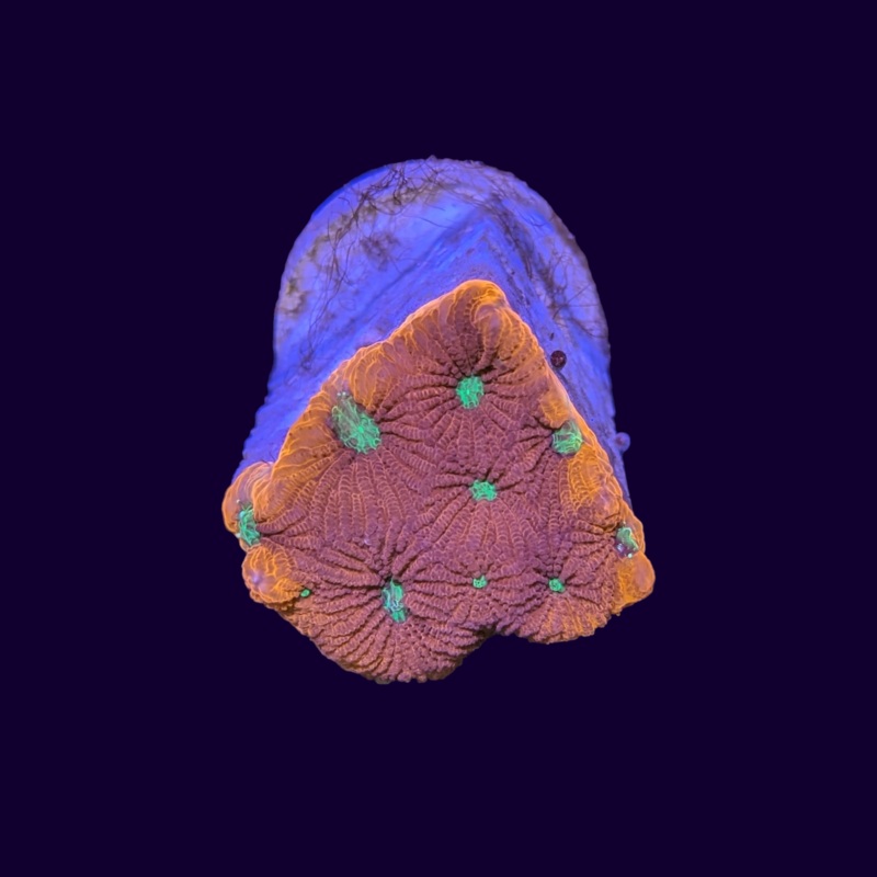 Favites War Coral