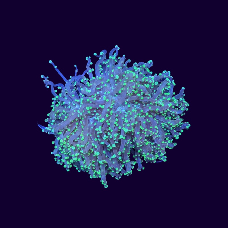 Frogspawn