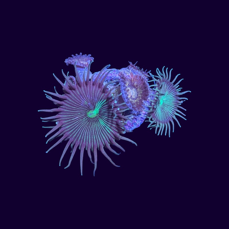 Mixed Paly Frag