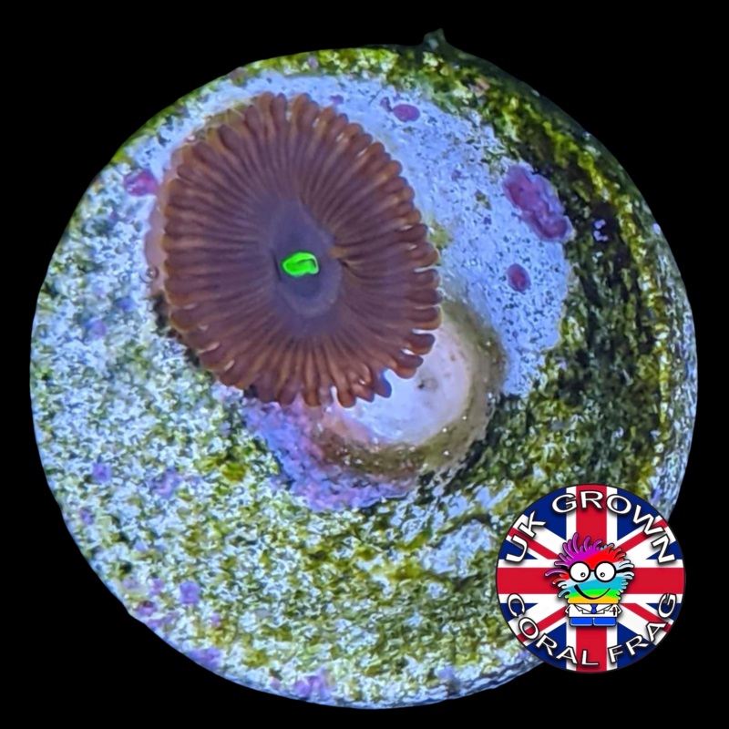 Red People Eater Zoa Frag