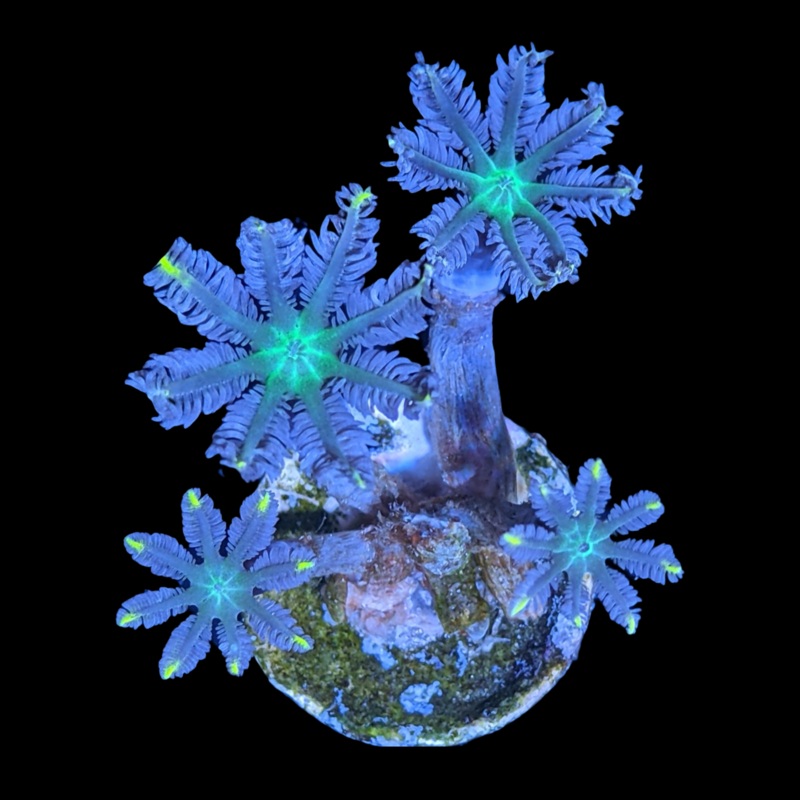 Clove Polyp