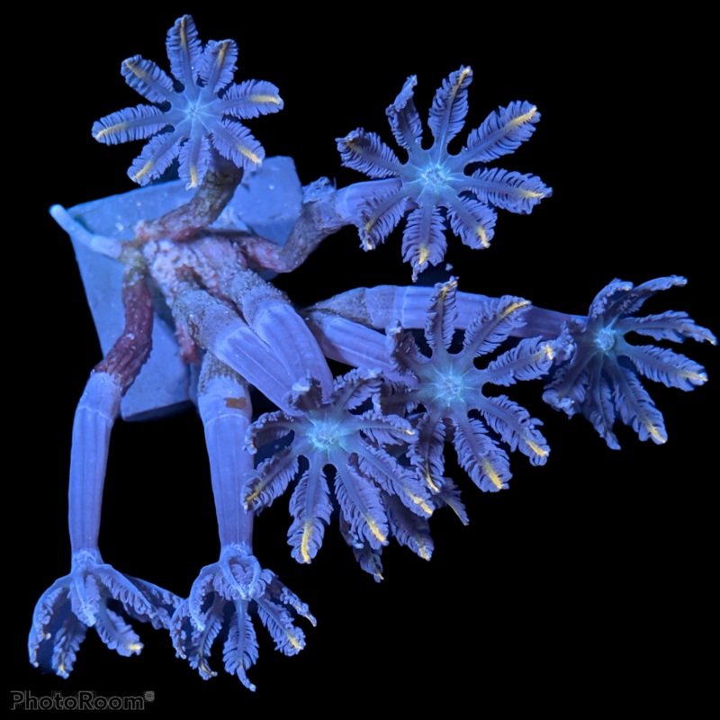 Clove polyps