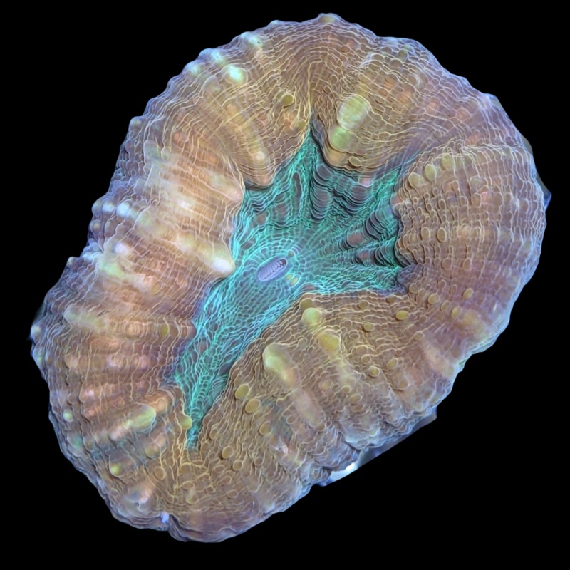 Green Mouth Orange Lobophyllia