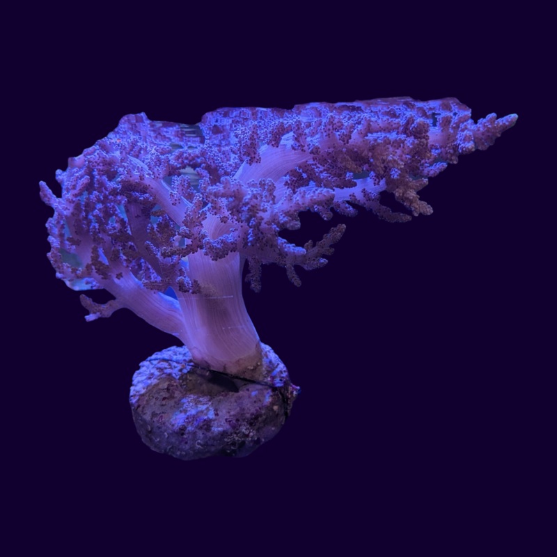 Large Kenya Tree