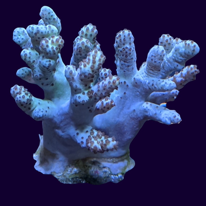 Aqua Sinularia