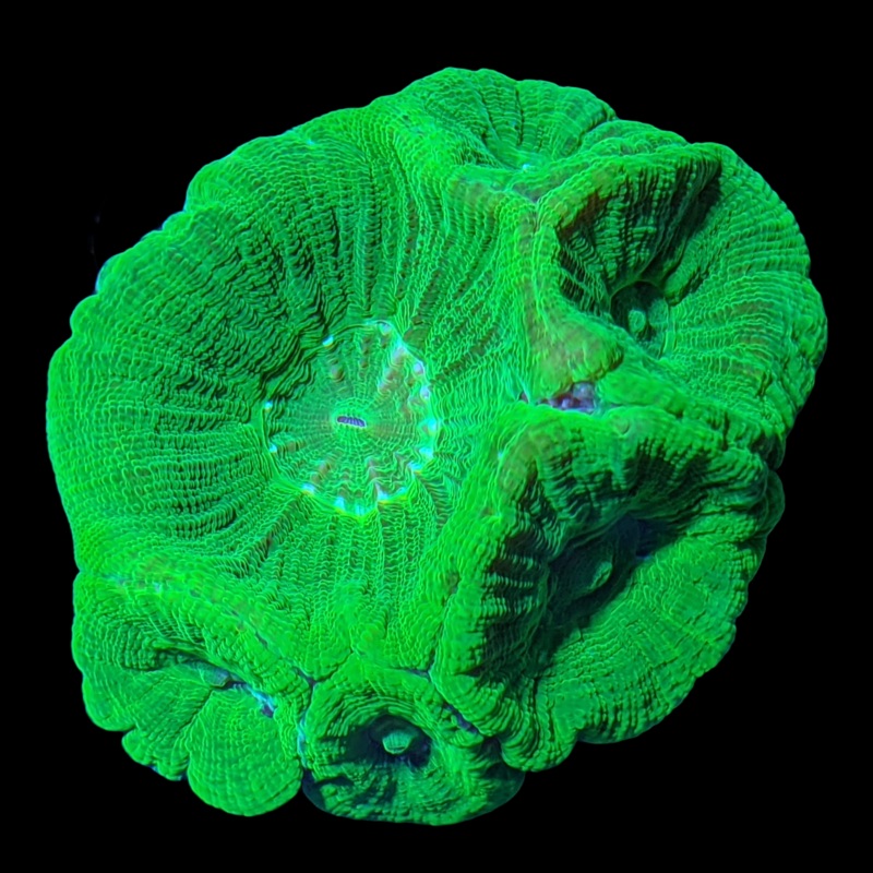 Neon Green Moseleya