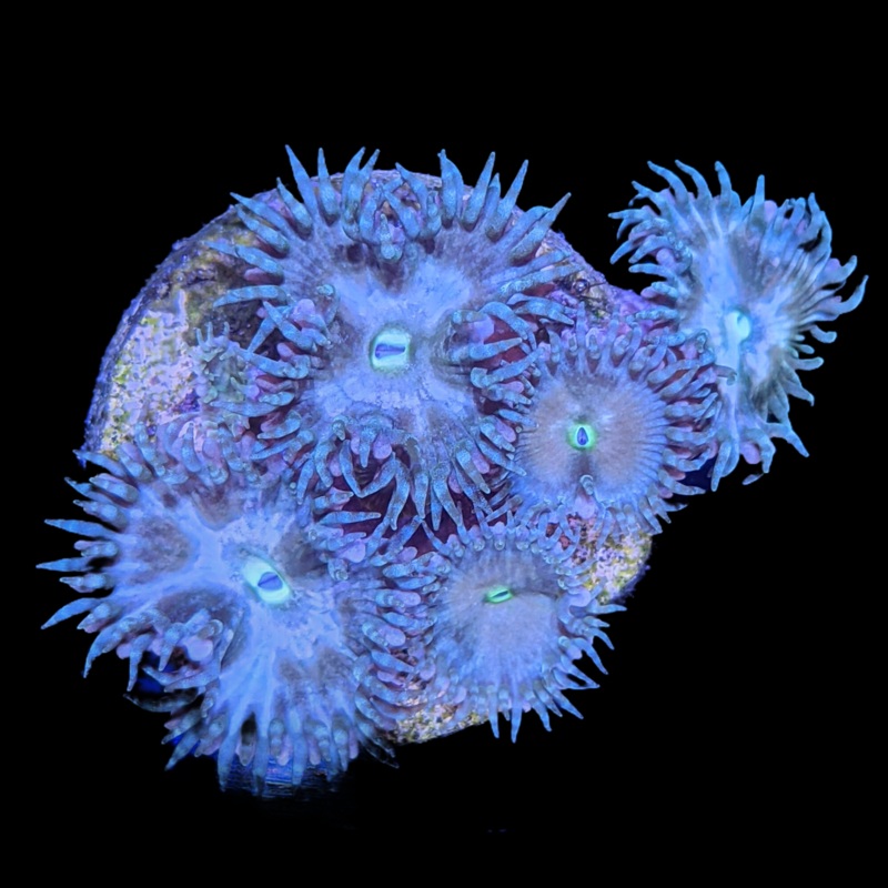 Paly Zoa  Frag (UK Grown)