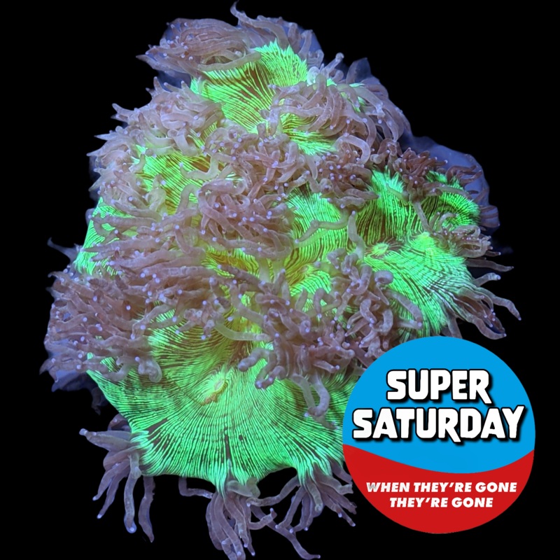 Super Saturday Catalaphyllia Jardinei Large (Collection Only)