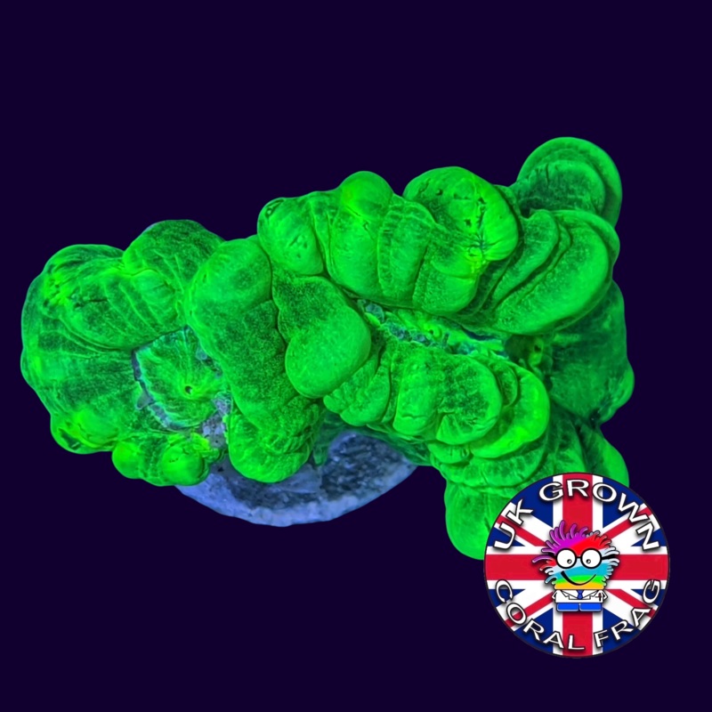 2 Heads Large Polyp Neon Green Candy Cane (UK Grown)