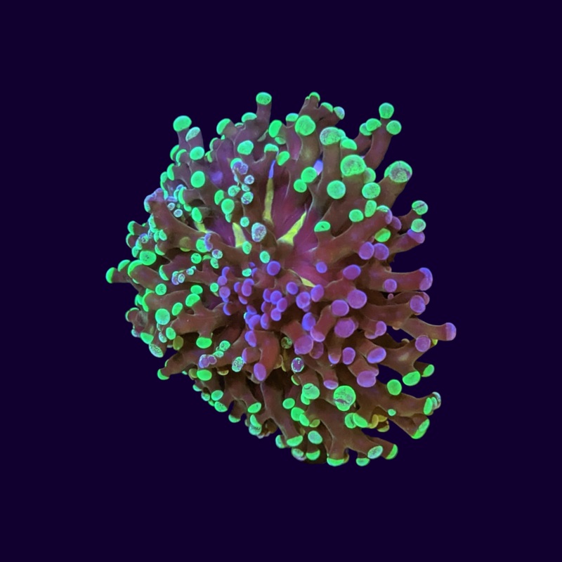 Double Head Green & Purple Frogspawn