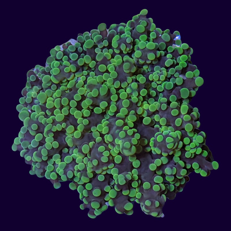Frogspawn Frag