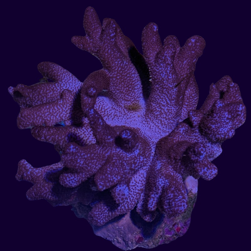Cladiella Colt Colony