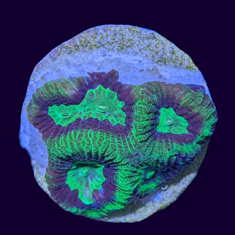 Favites Chocolate Mint War Coral
