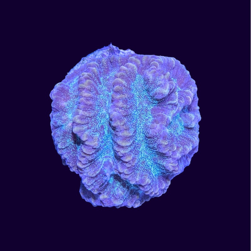 Favites Coral Frag