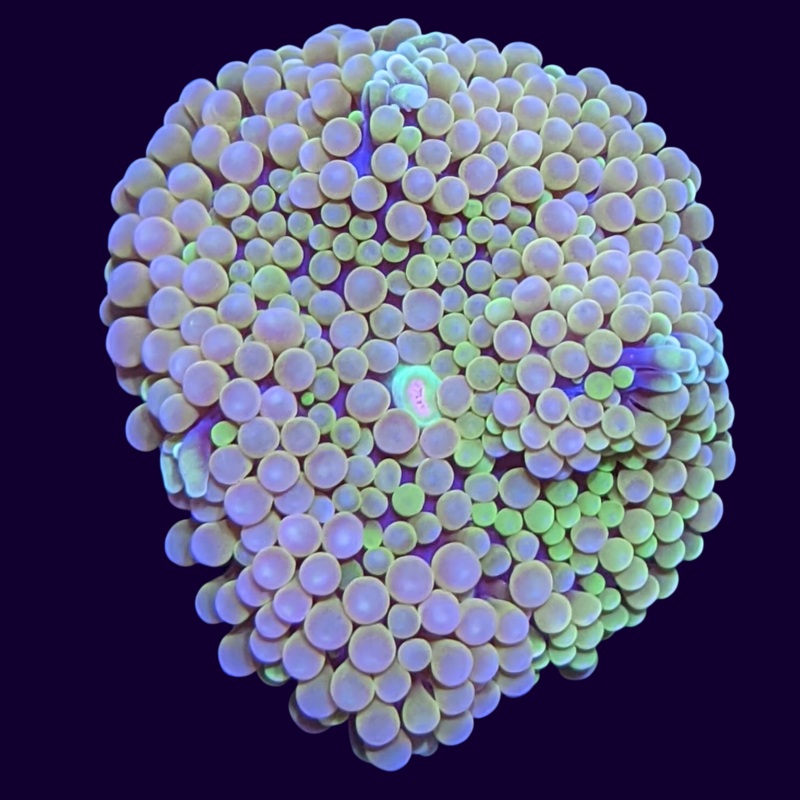 Multicolour Ricordia Mushroom
