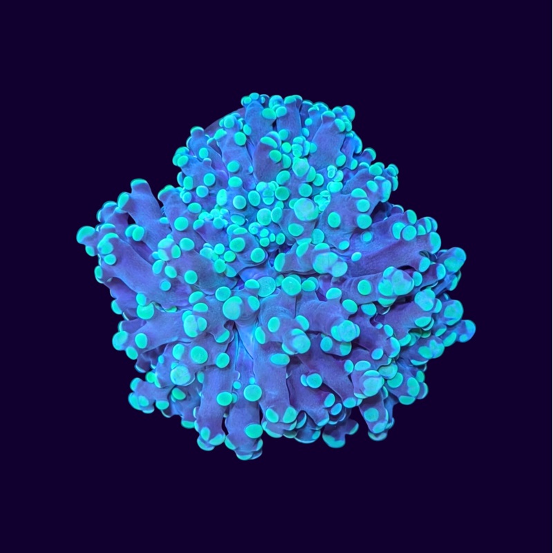 Neon Green Frogspawn Large Double Head