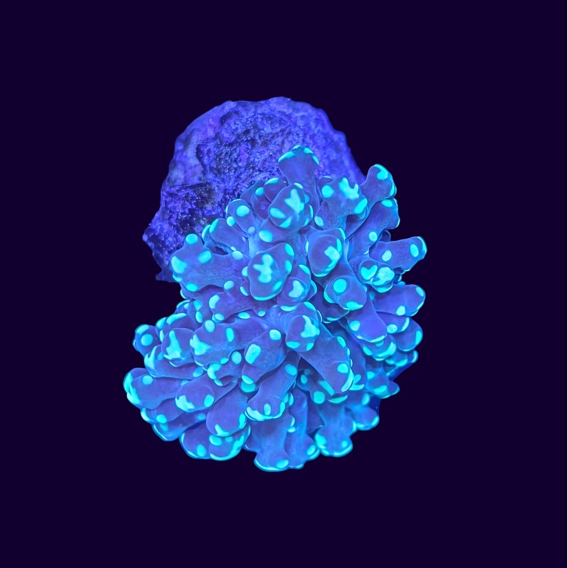 Neon Green Frogspawn Large Single Head