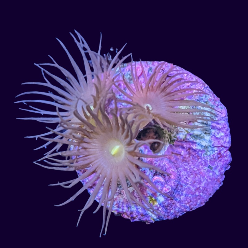 Yellow Polyp