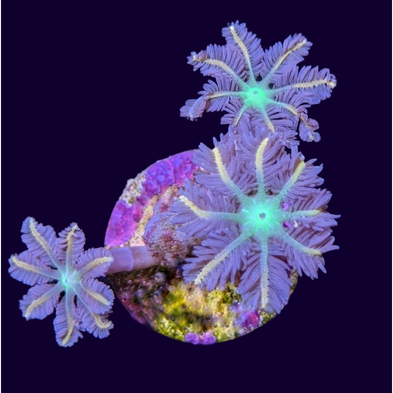 Firework Clove Polyps