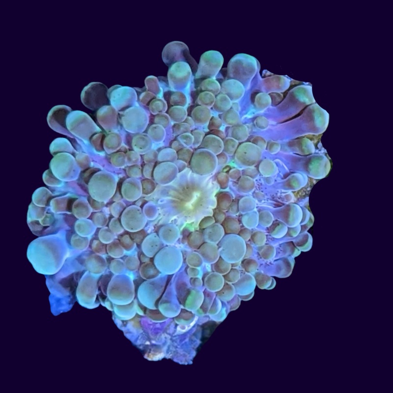 Multi coloured Yuma Ricordea Mushroom