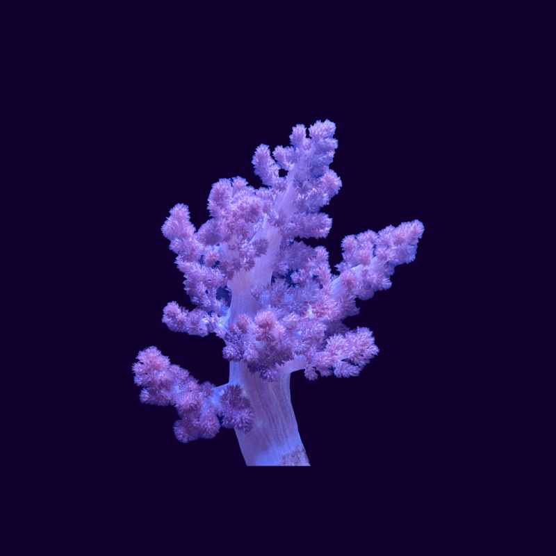 Cladiella