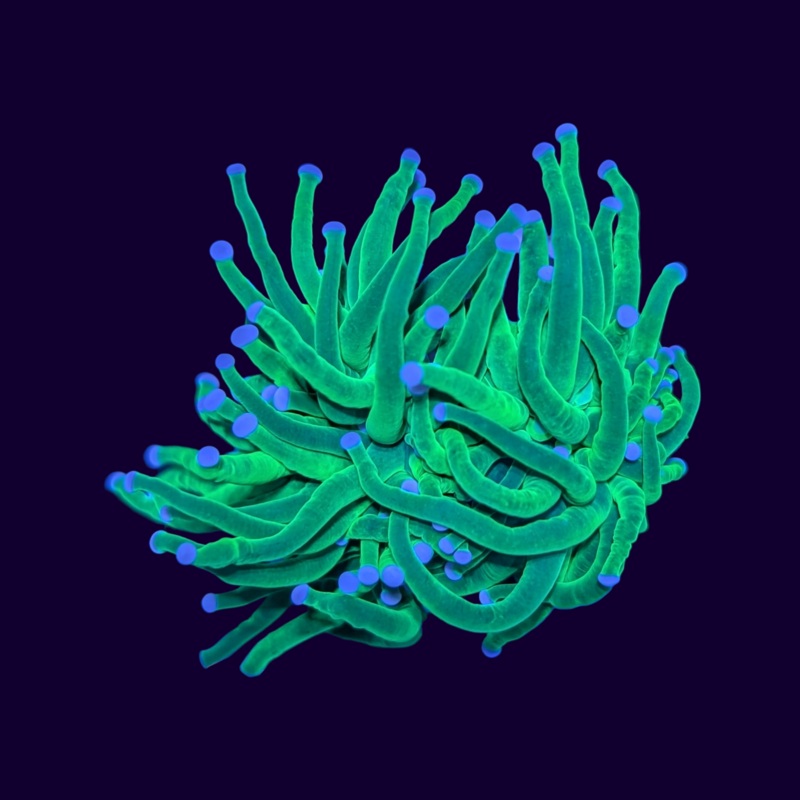 Blue Tip Torch Frag - 2 Head