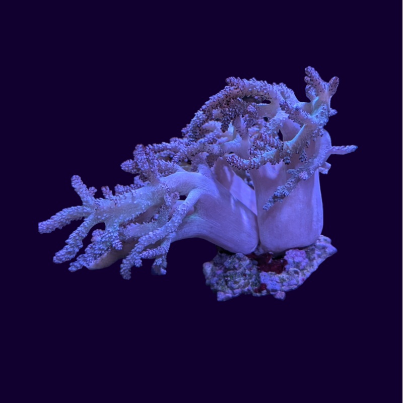 Cladiella Coral