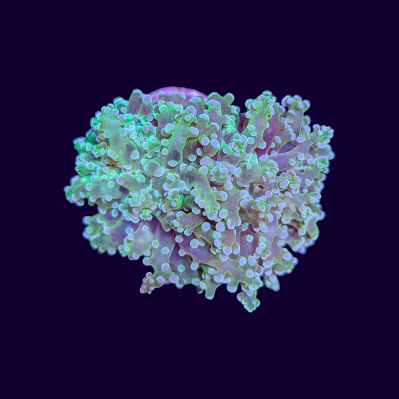 Frogspawn - 2 Head