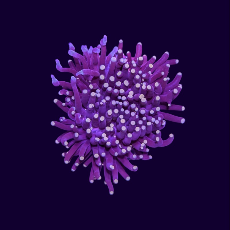 Gold Tip Torch Coral - 1 Head