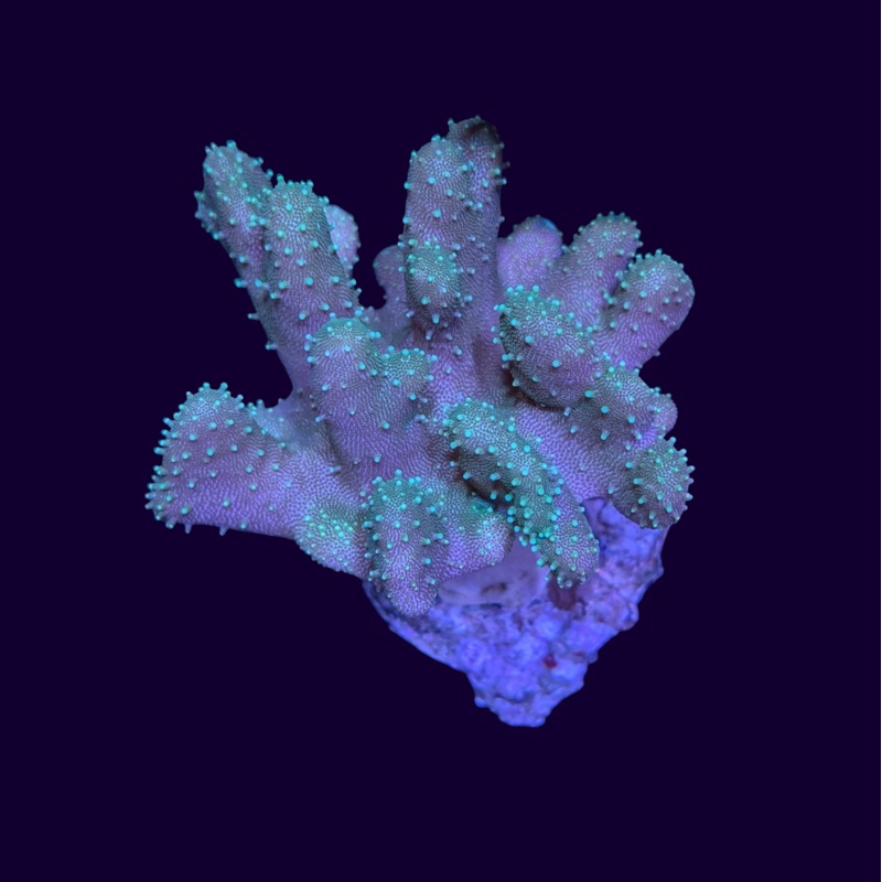 Green Polyp Lobophytum Leather Coral