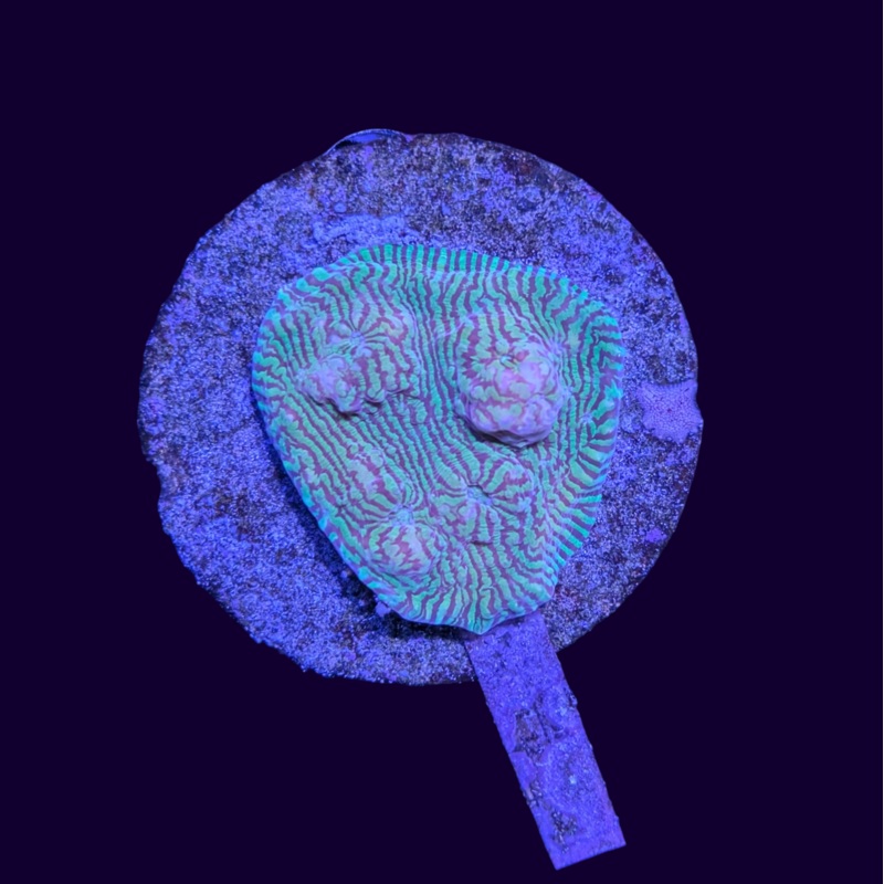 Leptoseris