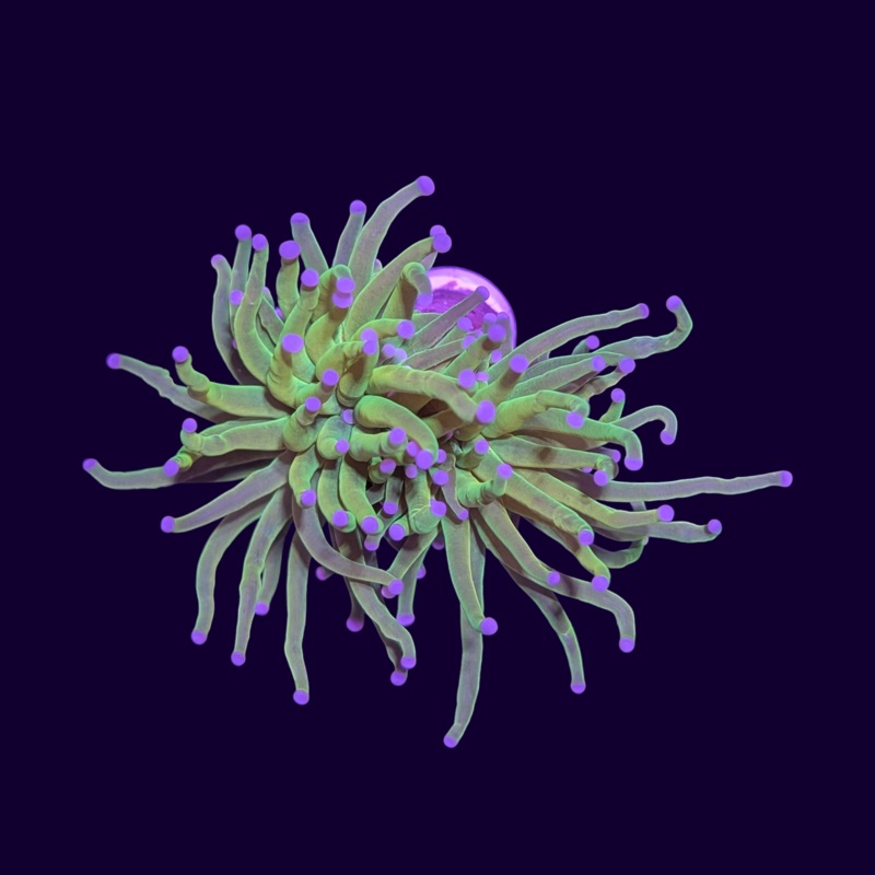 Pink Tip Torch Coral - 2 head