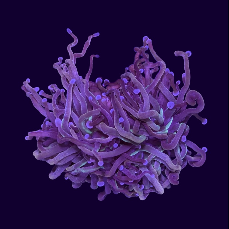 Torch Coral