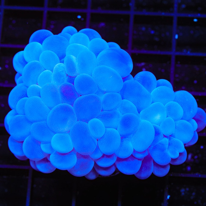 ORA Pearl Bubble Coral