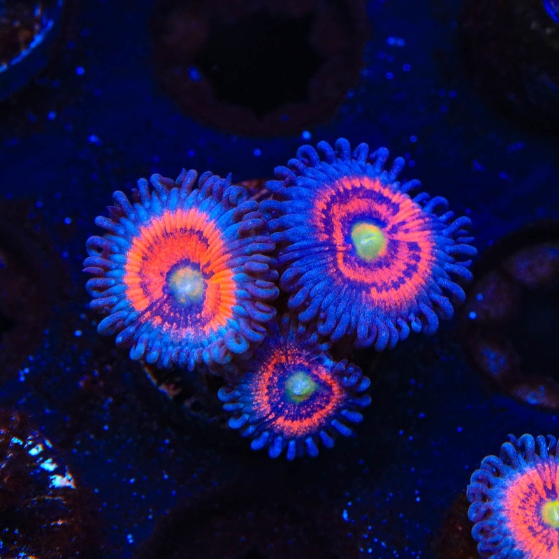 Everlasting Gobstopper Zoanthids Coral