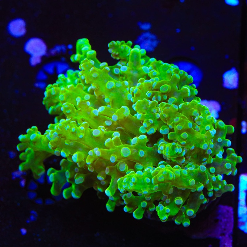 Green Octospawn Coral