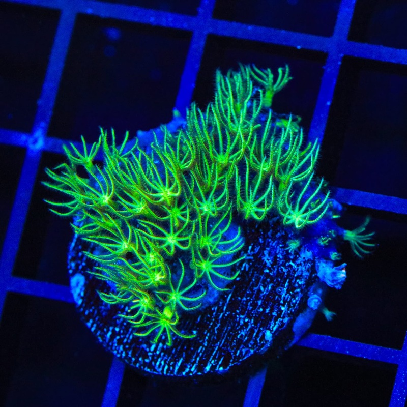 Mint Star Polyps Coral