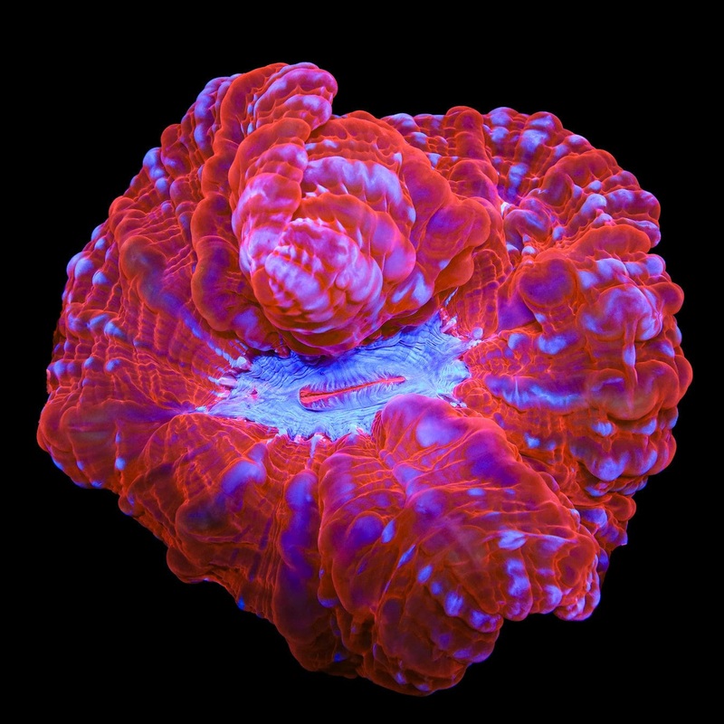 Rainbow Cynarina Coral