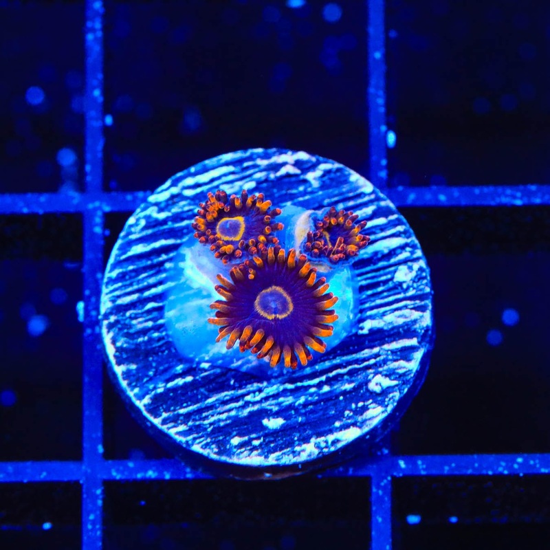 Rainbow Hornet Zoanthids Coral