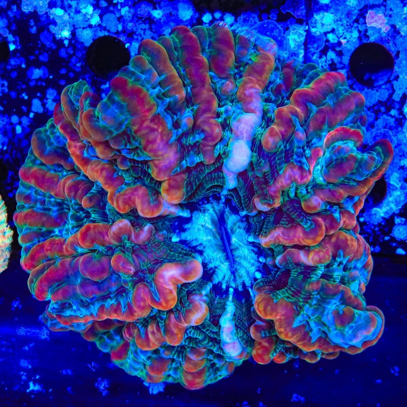 Rainbow Indophyllia Coral