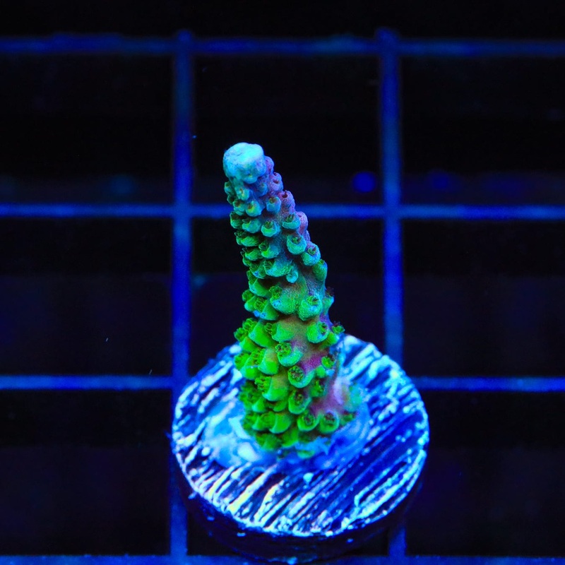 TSA Aquamarine Acropora Coral
