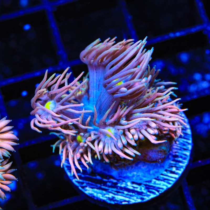 TSA Crazy Goniopora Coral