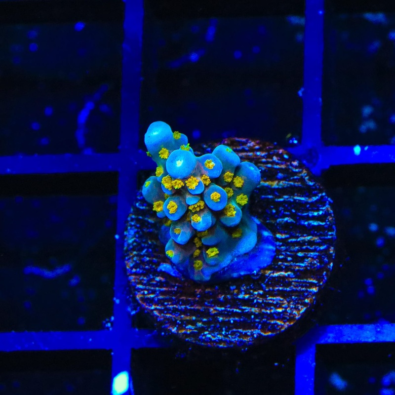 TSA Goliath Acropora Coral