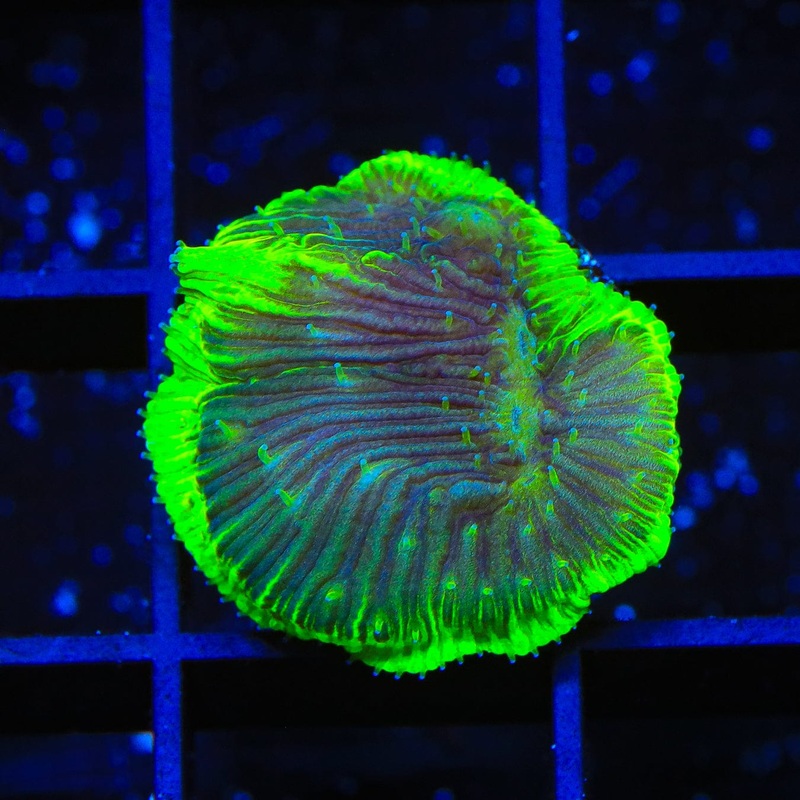 TSA Highlighter Grape Plate Coral