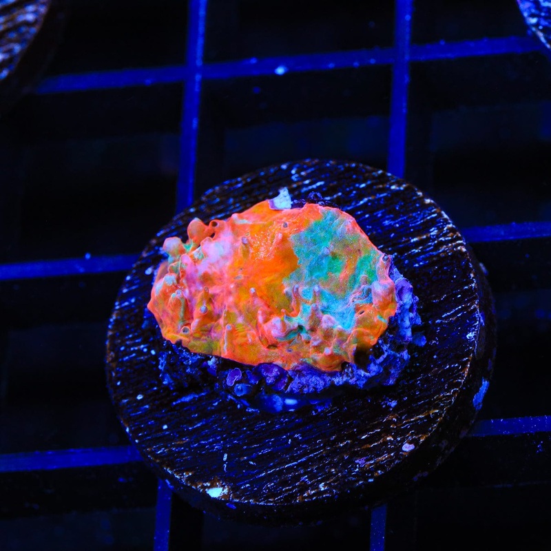 TSA Screaming Orange Chalice Coral