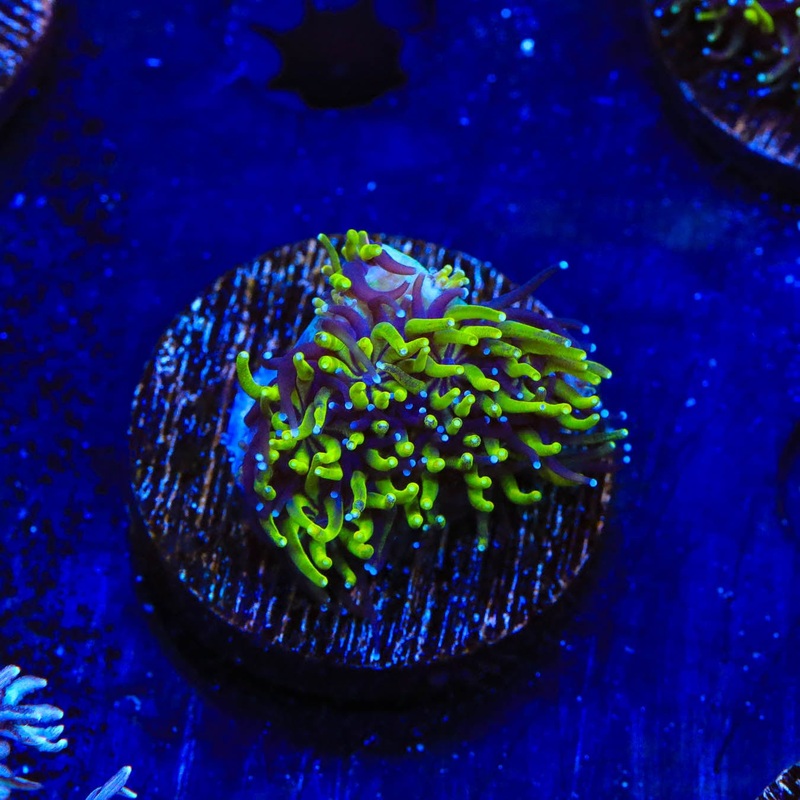 TSA Seaside Galaxea Coral
