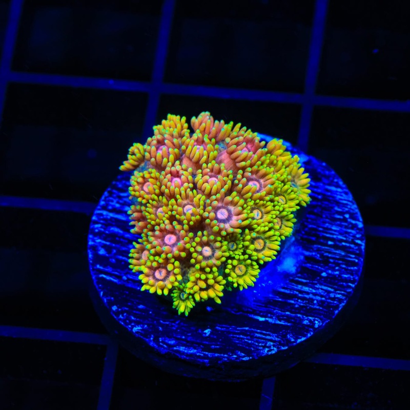 TSA Sour Tsunami Goniopora Coral