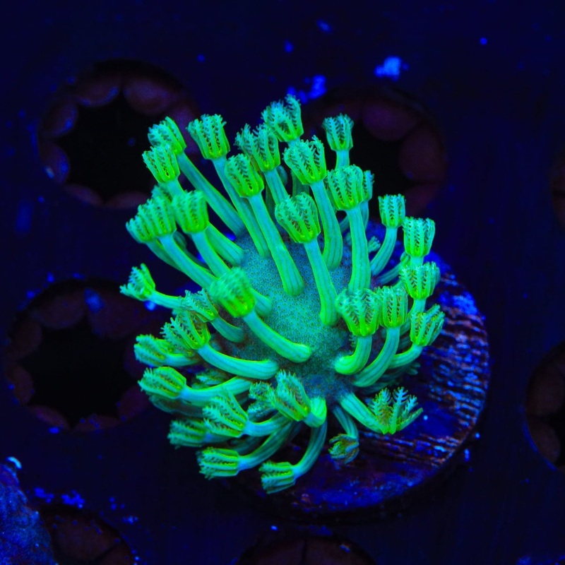 Green Long Polyp Toadstool Leather Coral
